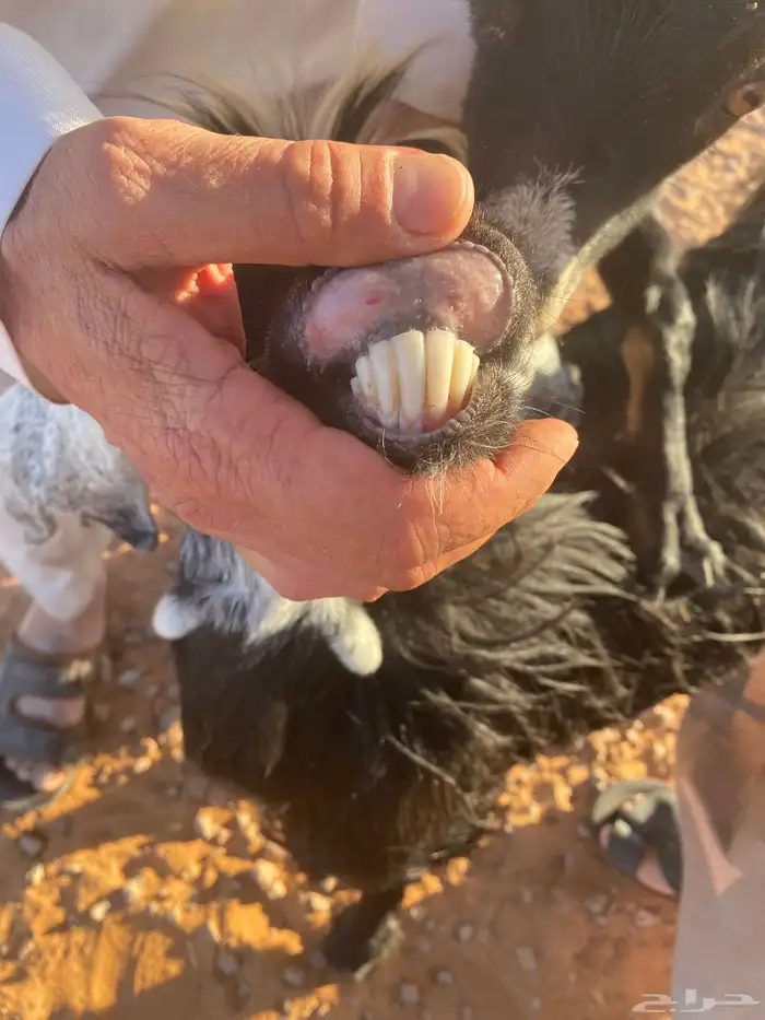 عنزين معهن تيسين اخر سومه يربح 7