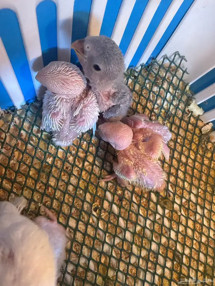 فروخ روز غار 1