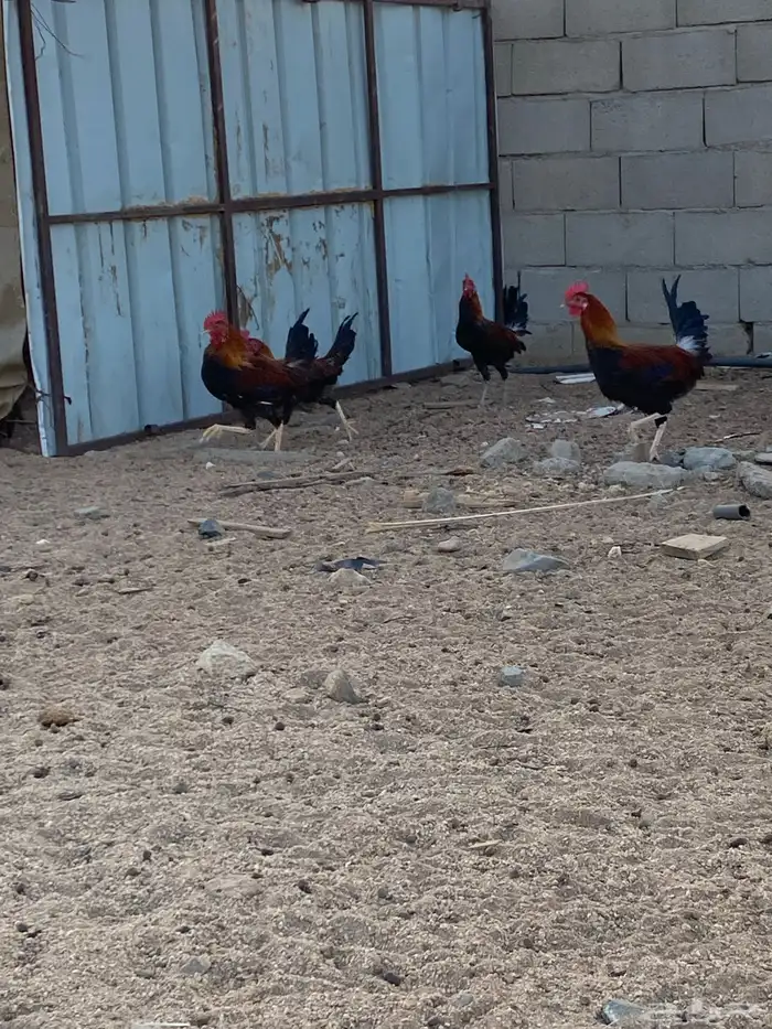 للبيع ديوك بلدي نظيفه سليمه محصنه العمر 5 شهور العدد 28 0