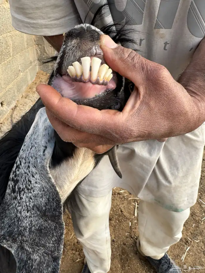 معزا صنف دفيع الدوادمي 2