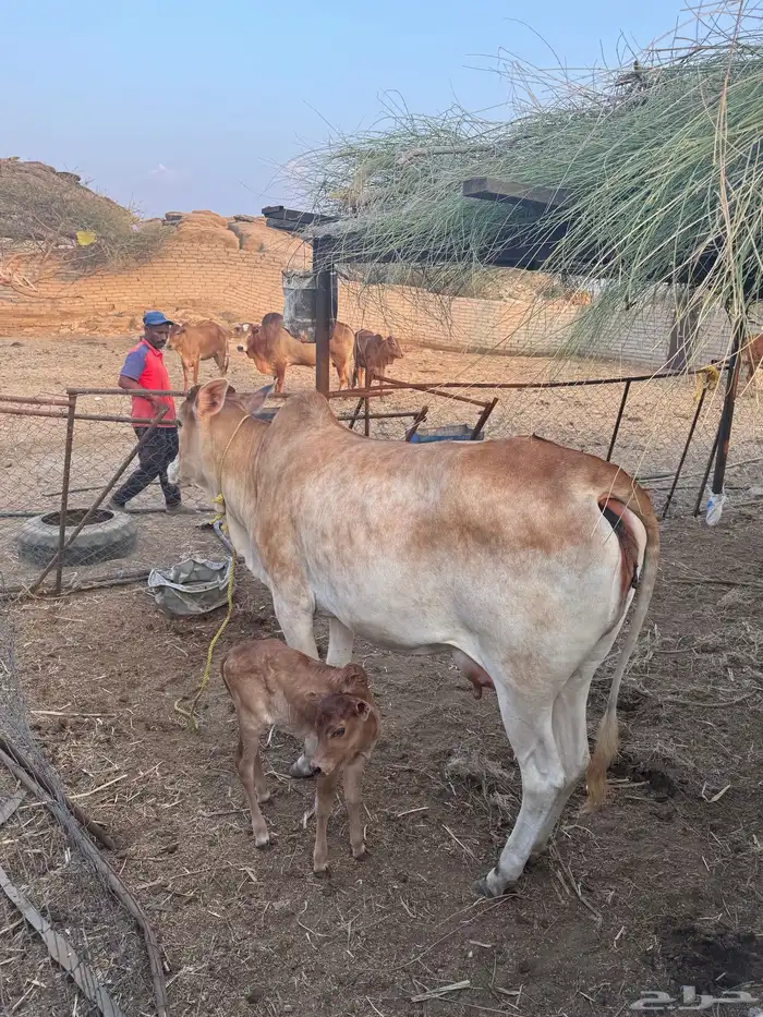 بقرة بلدي ام ثاني 1