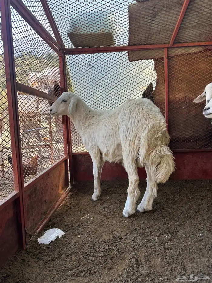 طليان للبيع ذابيح ومرعى 12