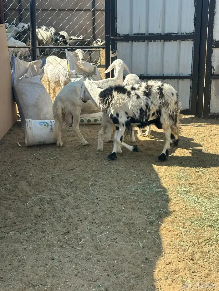 ثنتين ضان كفو 0