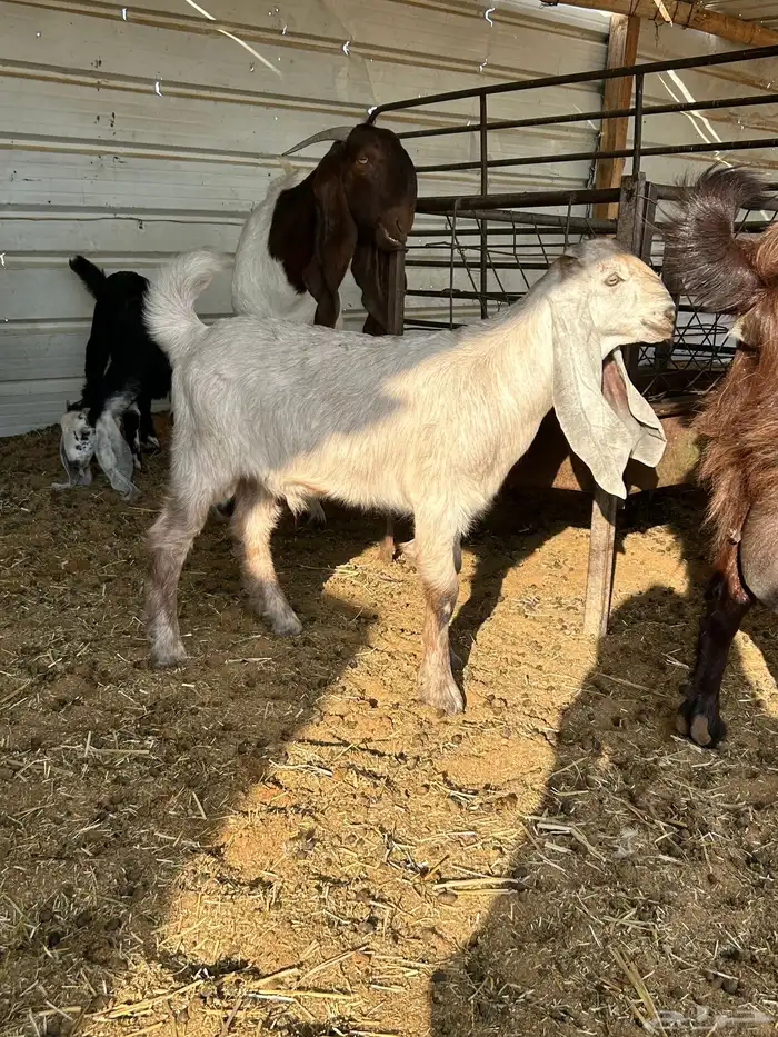 تيوس منادي 3