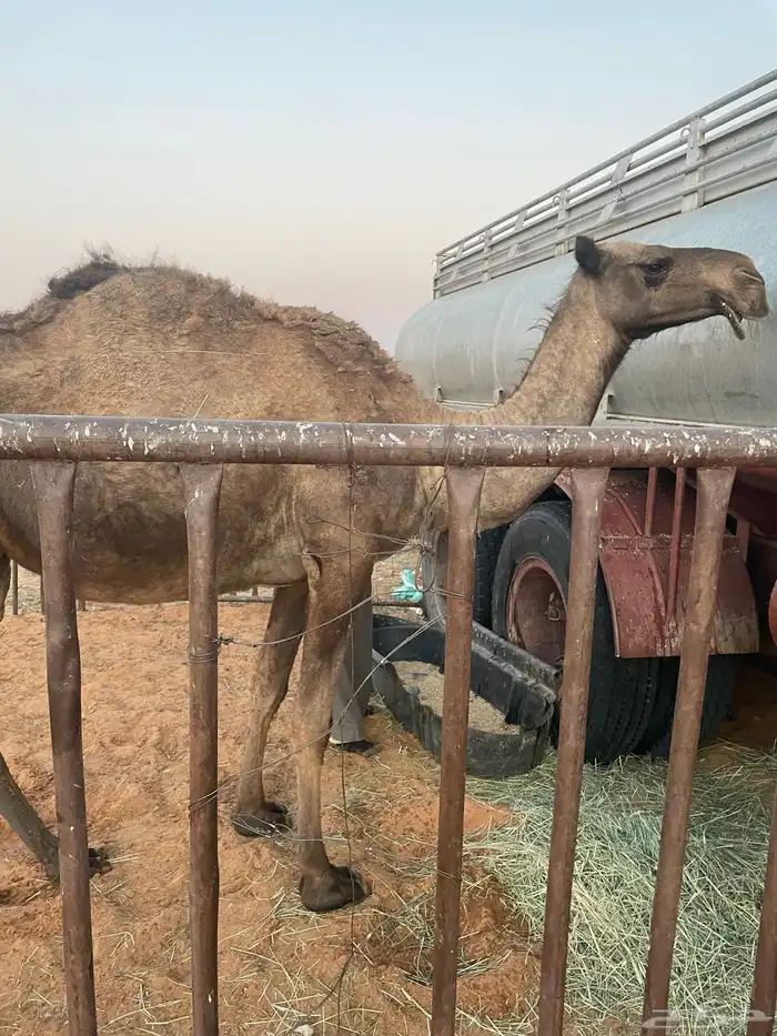 ناقه للبيع لقحه على بعير طيب وبطنه ذهب الرقم 0