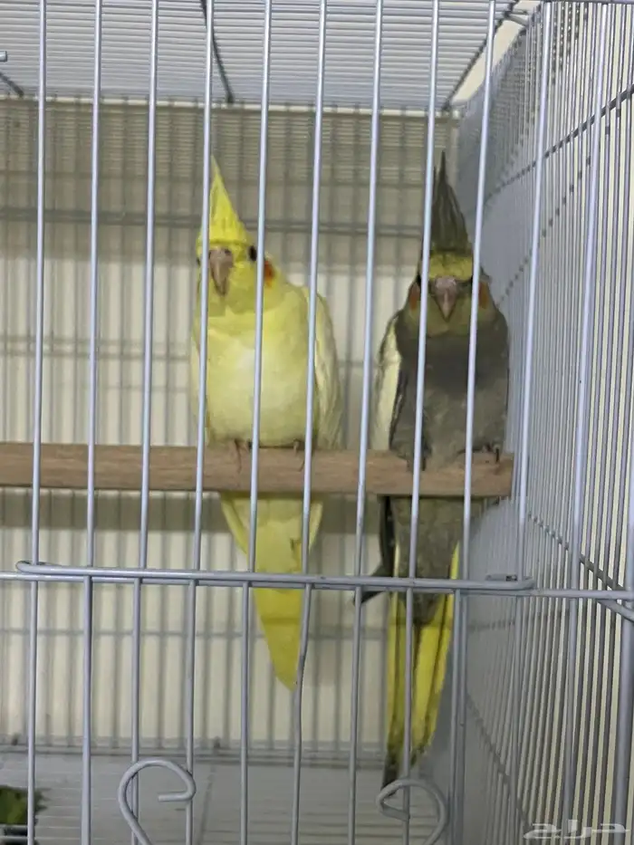 فروخ كروان 0