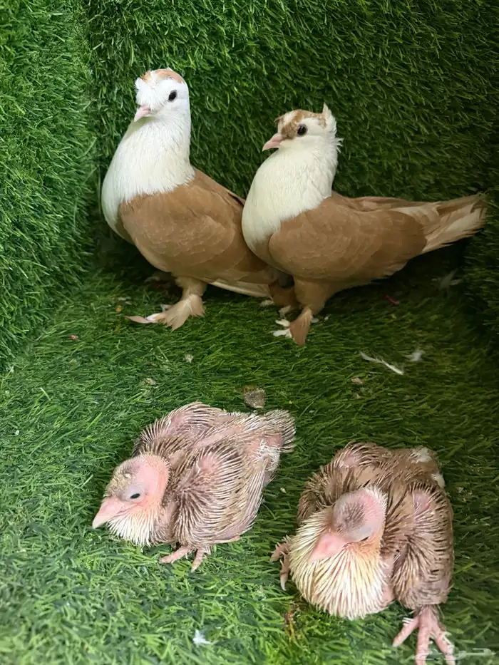 حمام لبناني 3