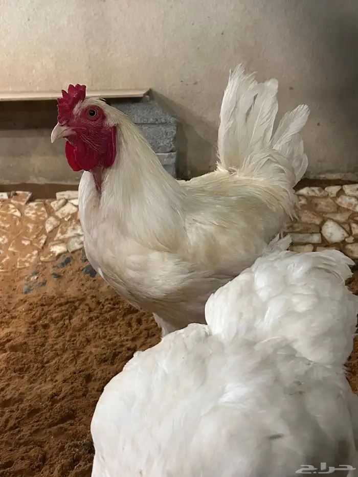 براهما ابيض صك 4