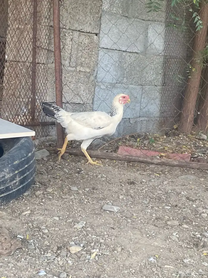 دجاج باكستاني 2