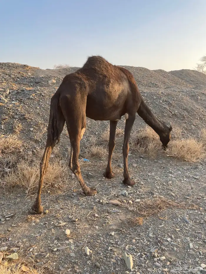 بكره ملحا رباع 5