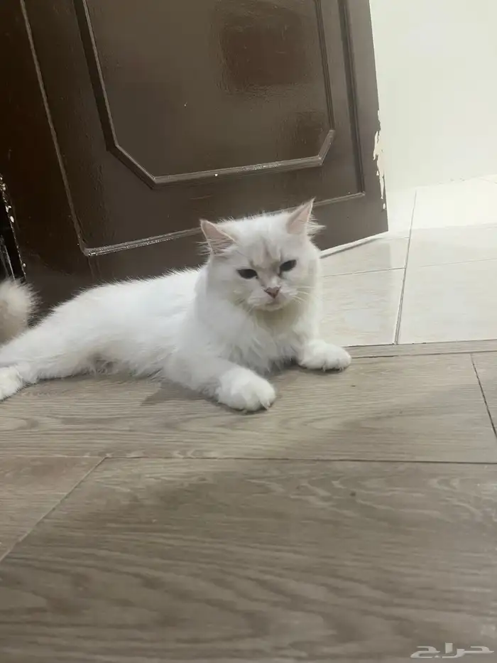 عندي قطه اللتبني 0