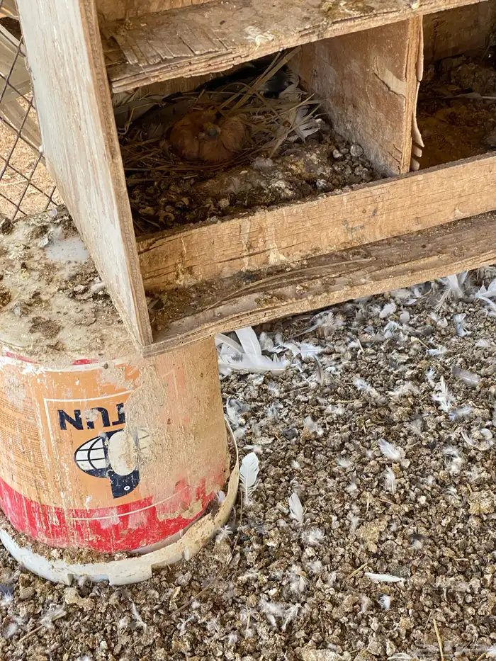 قطايف سود صكه وحده نتاج بعض 0