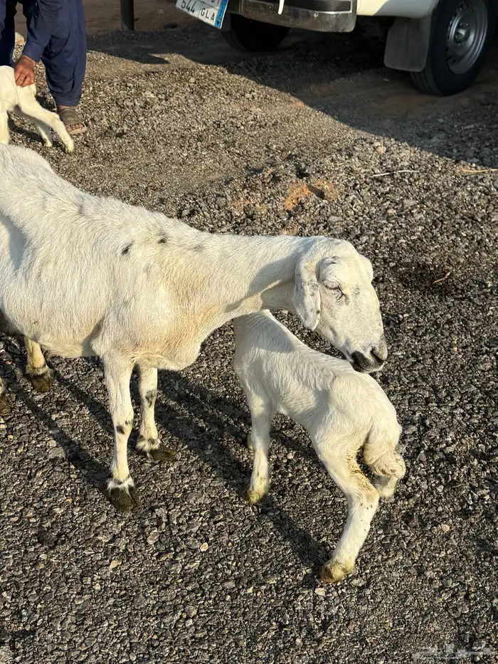 ولد 4 تحتهن 4 خرفان شرط روم وسلم 3