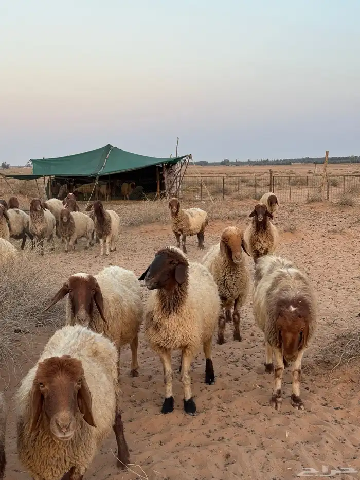 غنم مراح واحد مواليد العدد حدود 150 3