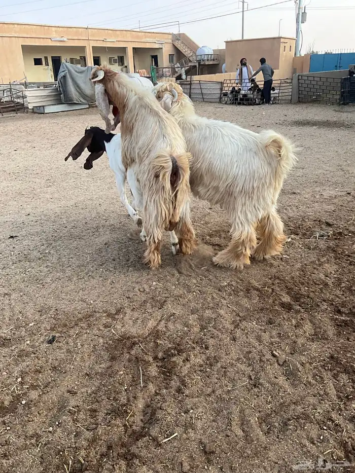 تيوس عوارض صفر 4