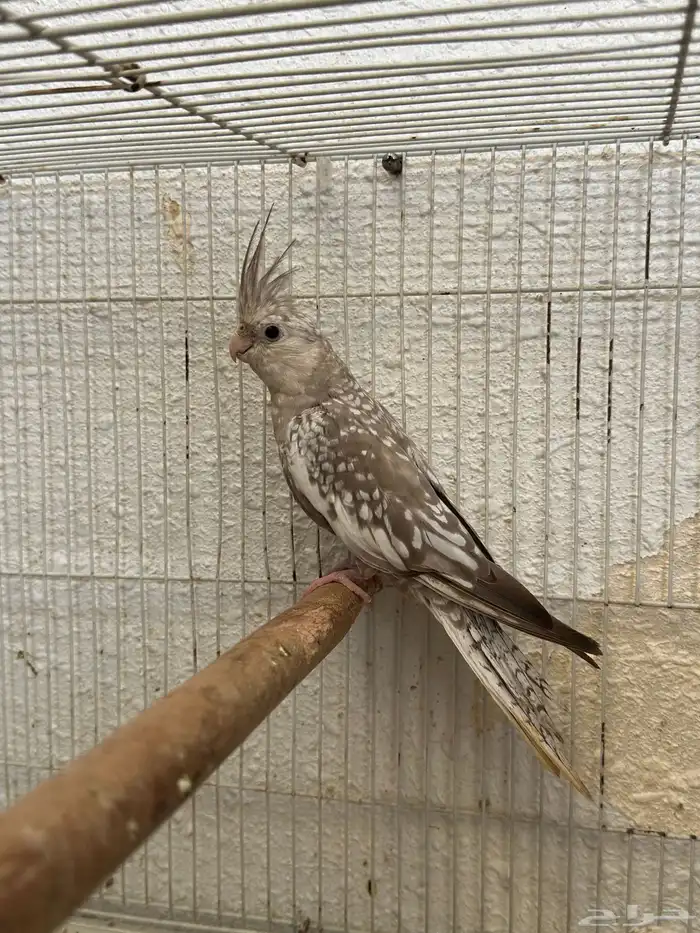 طيور كروان 1