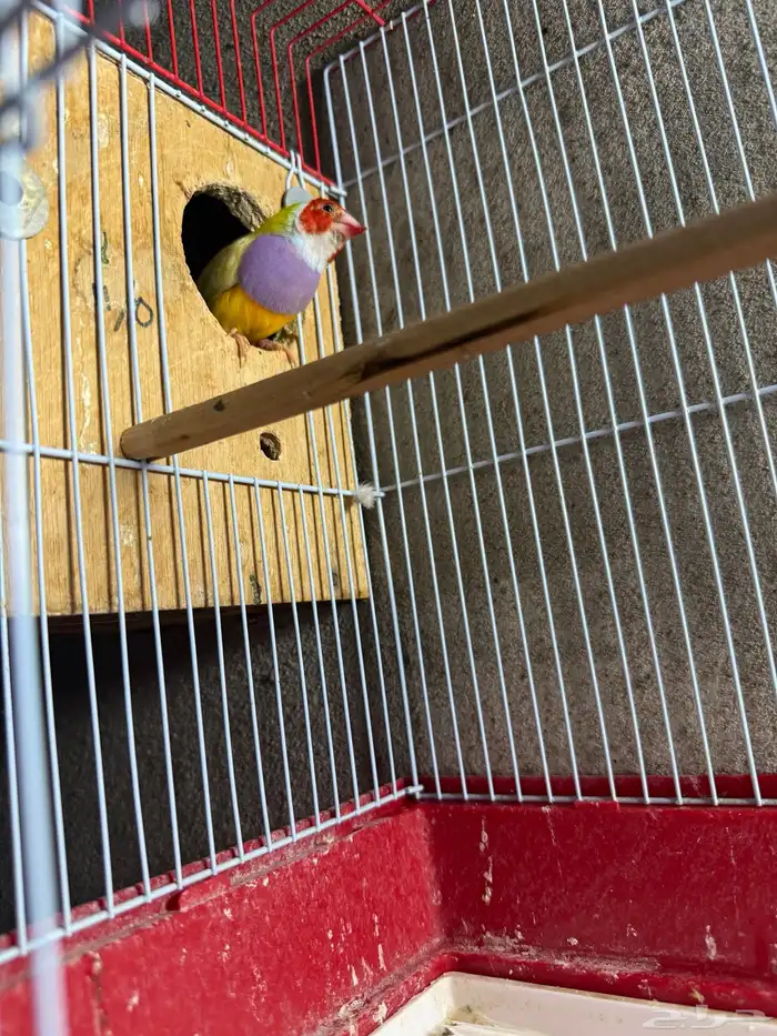 جوز قولدن فينش منتج 8