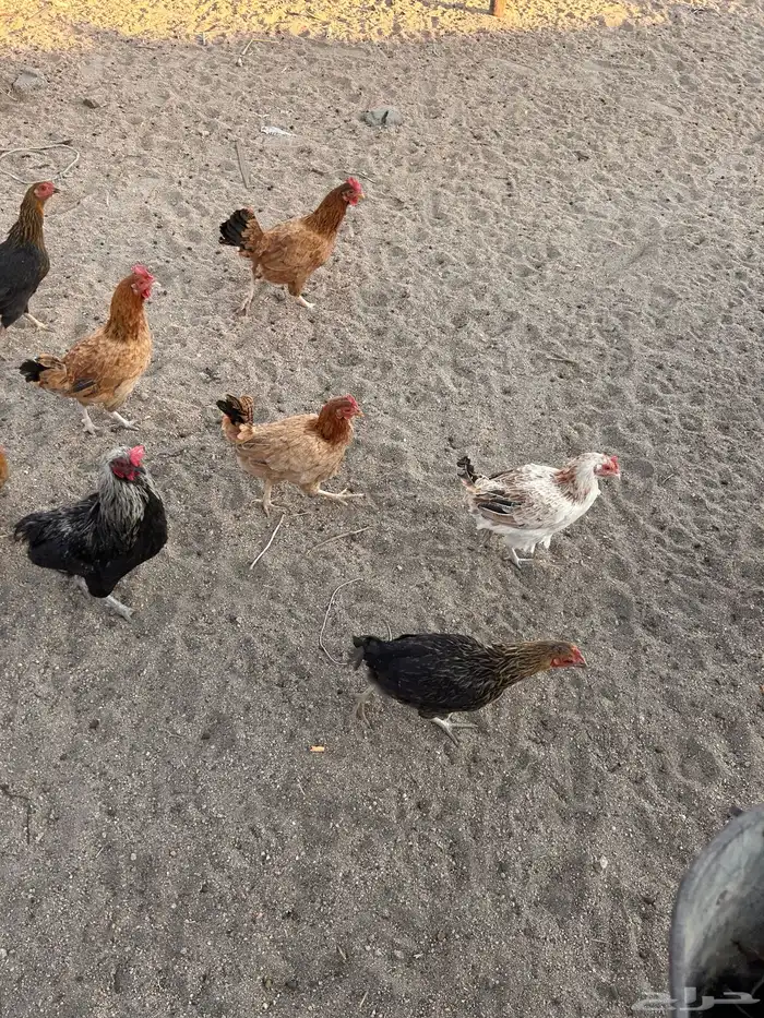 دجاج بلدي 4