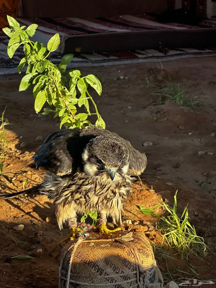 بكه او جليميه 7