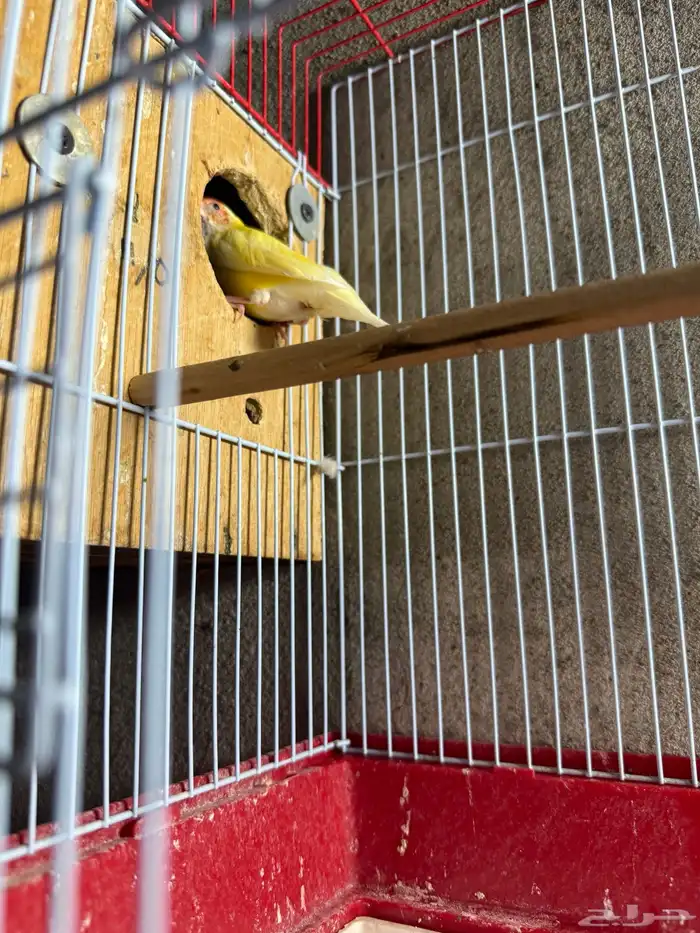 جوز قولدن فينش منتج 5