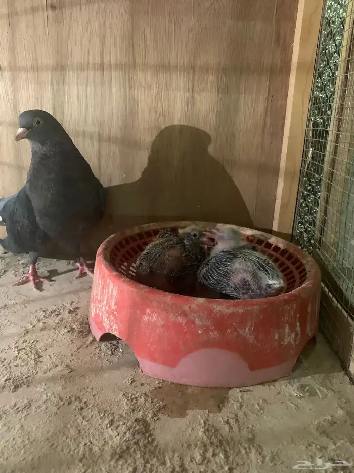 جوزين قطايف منتجات كل جوز معه فرخين ل البيع 5