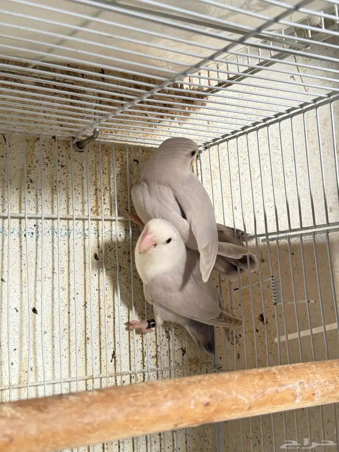 للبيع ازواج روز منتجه 15 زوج 28