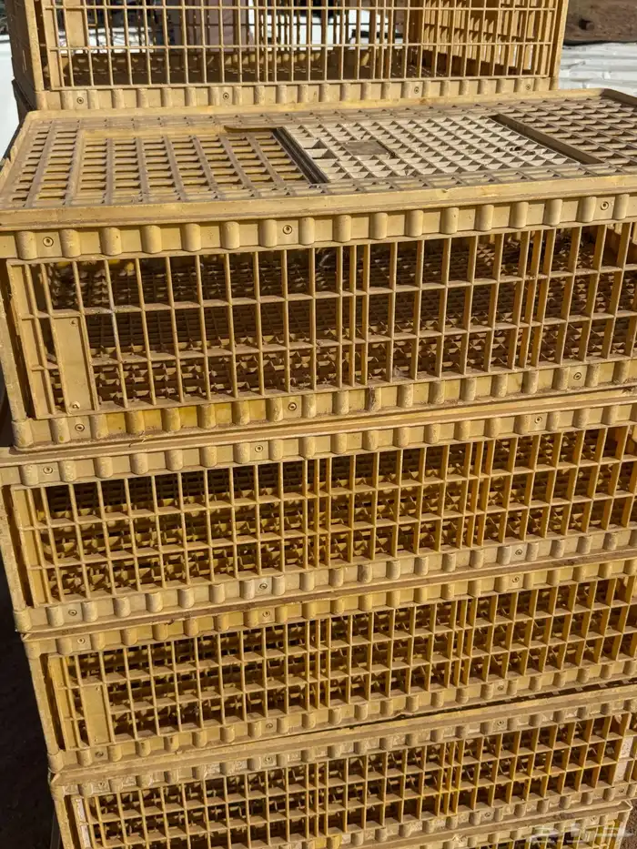 شبوك صفر للبيع 1