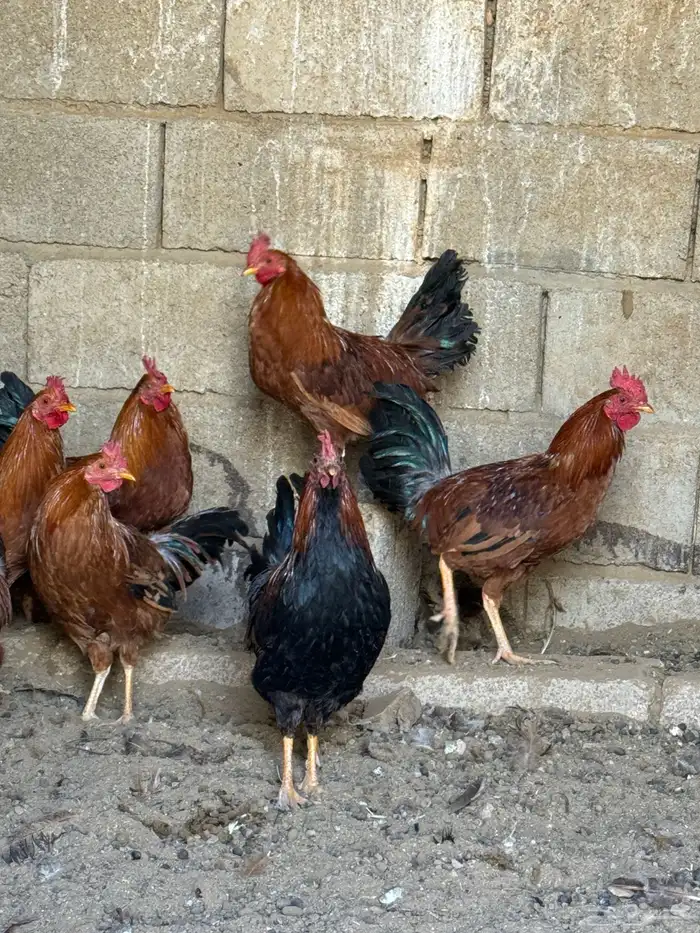 اديكه للبيع 2