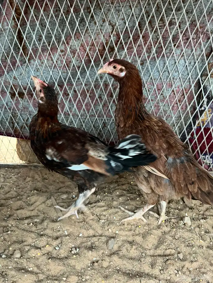 فرريج وديكه دجاج 0