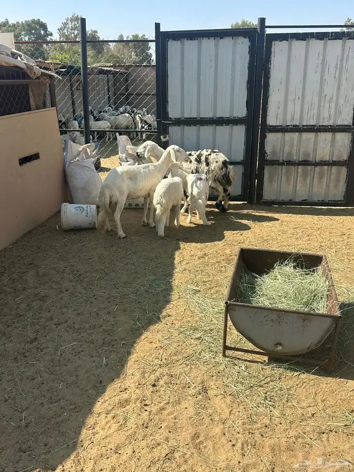 ثنتين ضان كفو 1