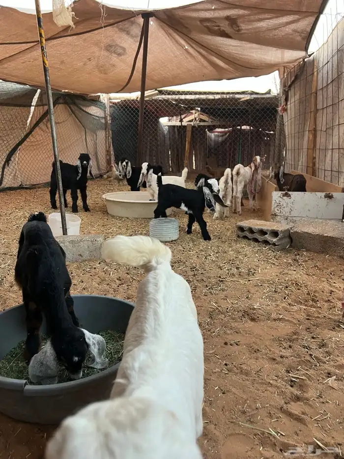 غنم تيوس وجفار للبيع العدد 11الموقع الخرج 4