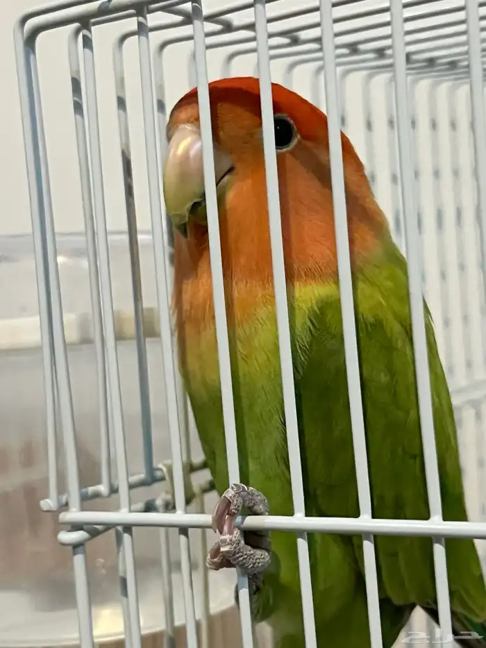 طير روز للبيع 1