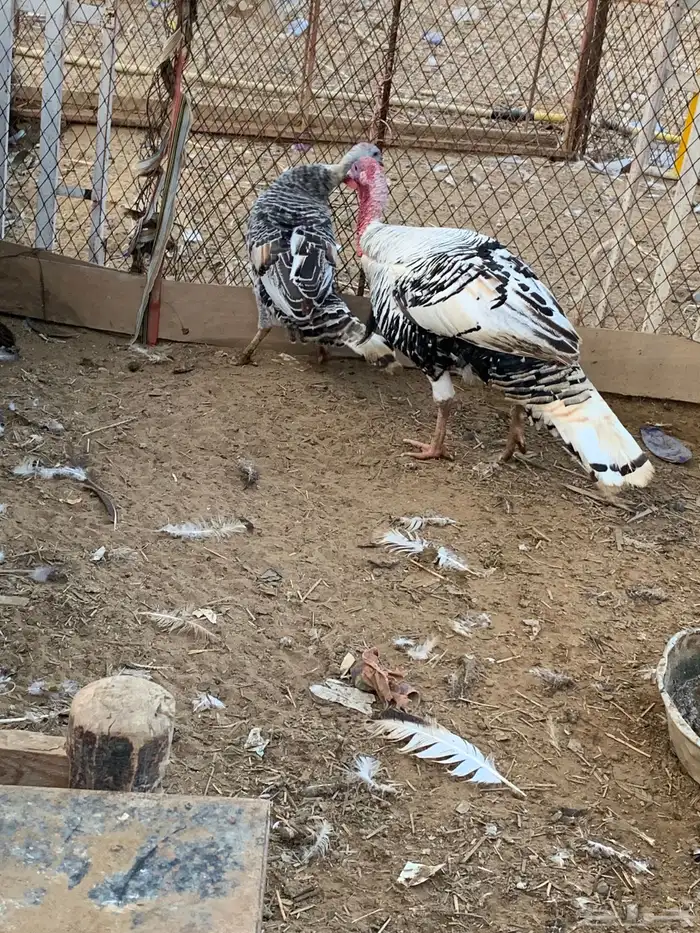 زوج ديك رومي 3