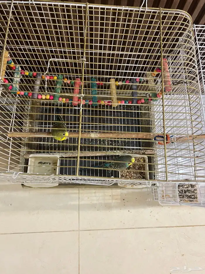 طيور للبيع 2