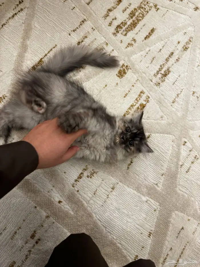 قطوة شيرازي 8