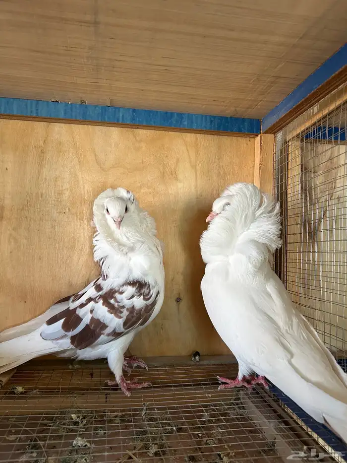 للبيع حمام 5