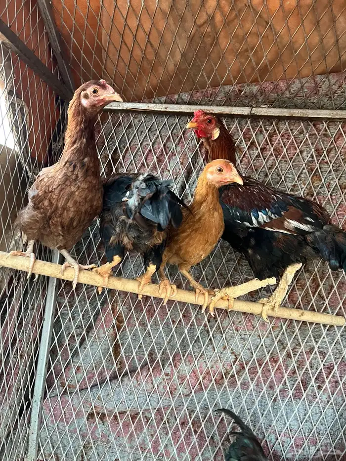 فرريج وديكه دجاج 3