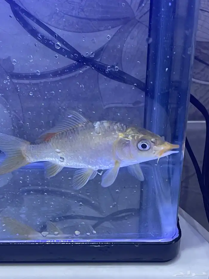 اسماك الزينه 0