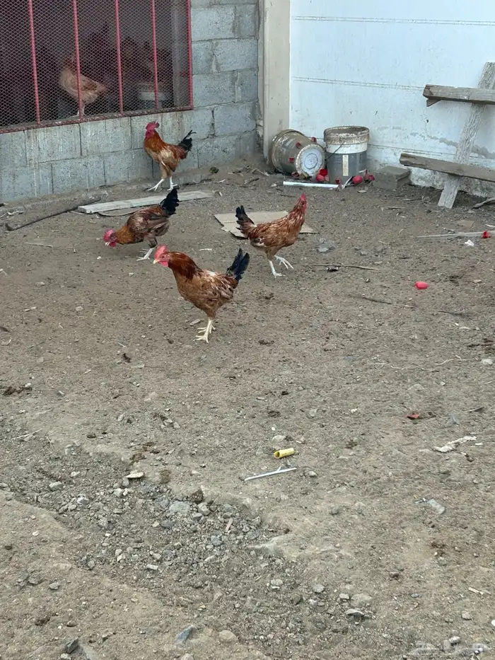 ديوك بلديه 1