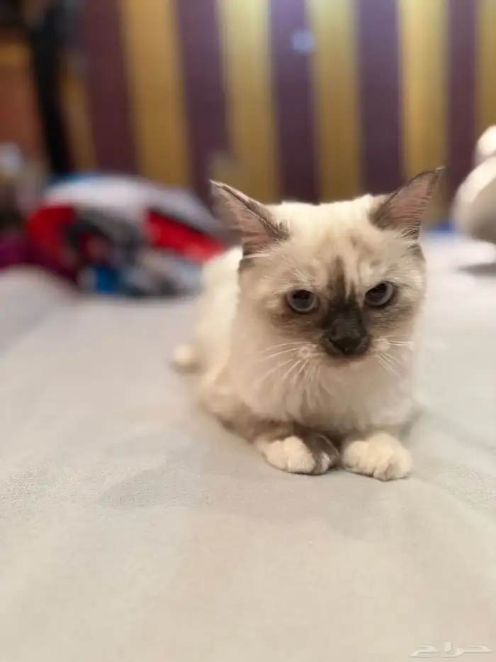 قطه هيمالايا للبيع عمرها 3 شهور. 4