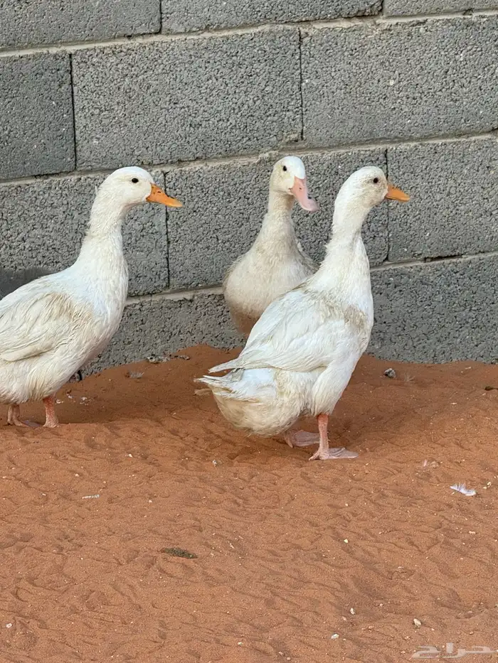 بط العدد ثلاث حبات 1