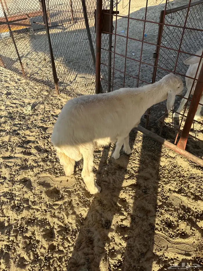 طلي كفو وشحم 3