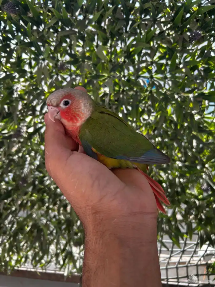 فرخ كنيور اليف و هدد و بدايه انفطام 0