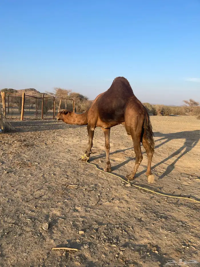 جمل احمر ادهم مشروط 5