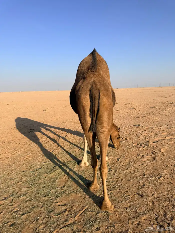 ناقه ساحليه للبيع معزول ولدها قبل 10 ايام بالشبك 2