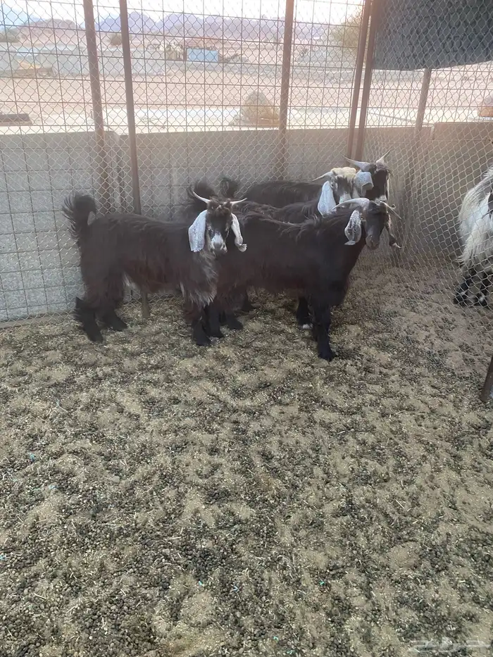 تيوس مخاصي البيع تفريد ول ا جمله 1