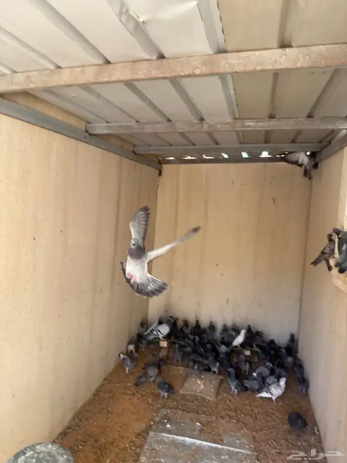 حمام سوادي للصقور 1