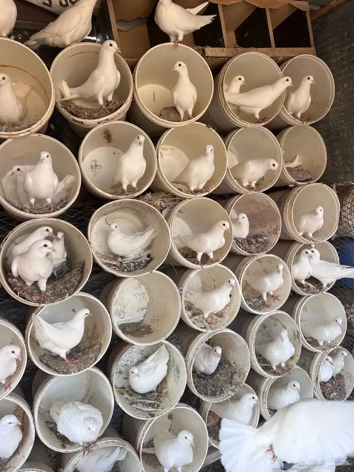 طبات حمام فرنسي 5