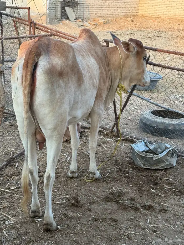 بقرة بلدي ام ثاني 8