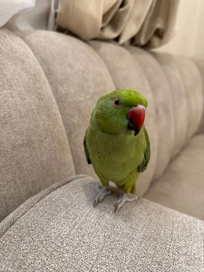 انثى درة أليفة 1